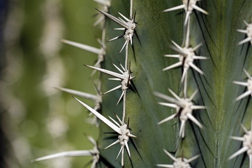 cactus  thorns  thorny