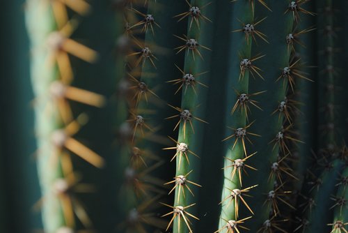 cactus  green  texture