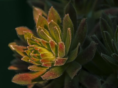 cactus  plant  botanical