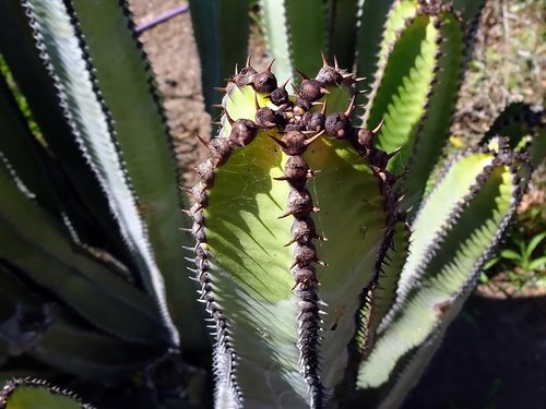 cactus  bud  quills