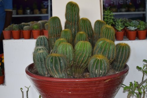 cactus  plant  houseplant