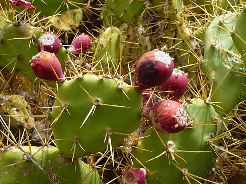 cactus  cactus fruit  prickly