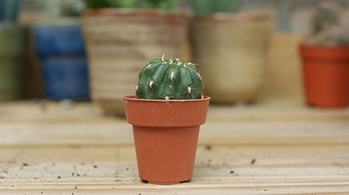 cactus  small  green