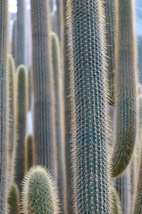 cactus  plant  prickly