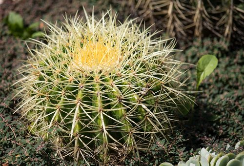 cactus  plant  green