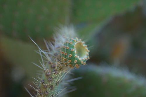cactus  dry  plant