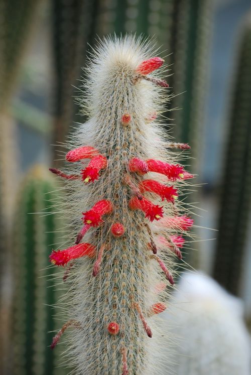 cactus cactaceae desert flower