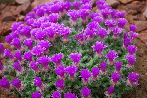 cactus cactaceae desert flower