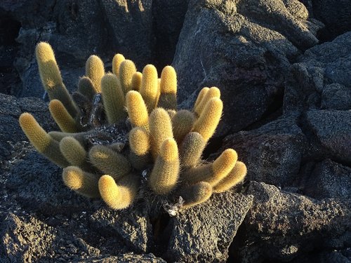cactus  sunset  galapagos