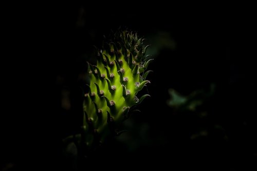 cactus  green  plant