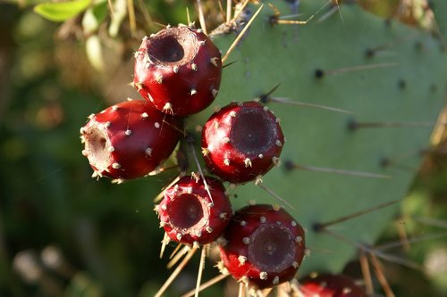 cactus  fruits  fruit