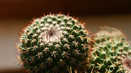 cactus  plant  vegetable