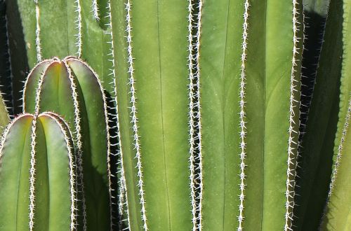 cactus mexican background