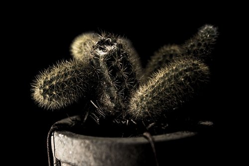 cactus  plant  dark