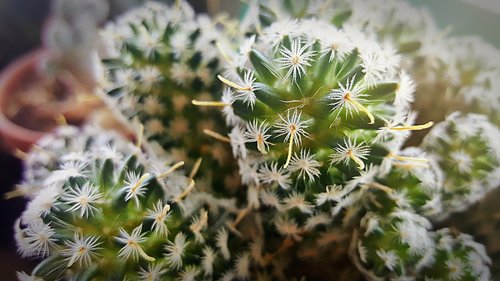 cactus  prickly  geometric
