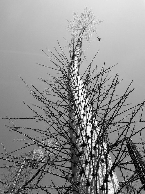 cactus  tree  sky