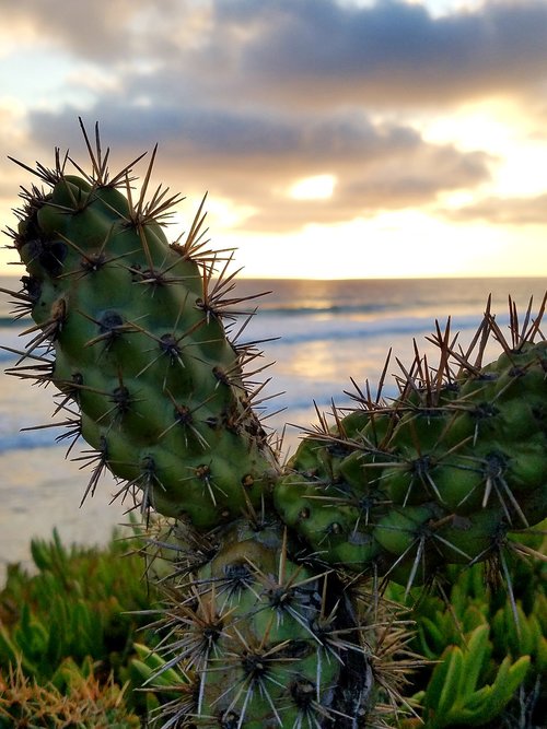 cactus  ocean  sunset