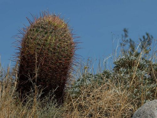 cactus sting large