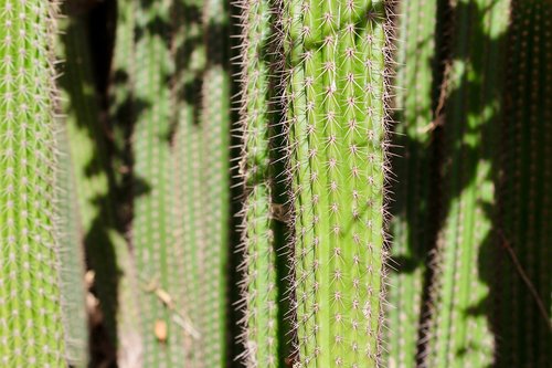 cactus  shadow  green