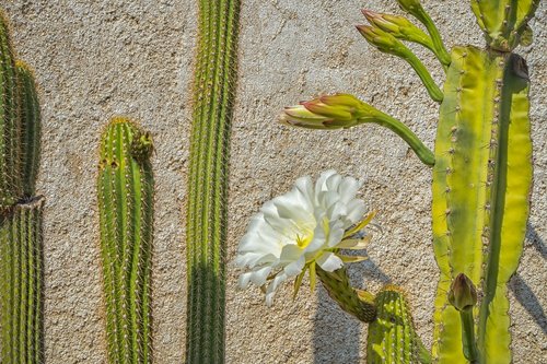 cactus  flowering  white flowers