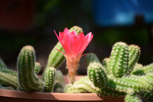 cactus  red  green