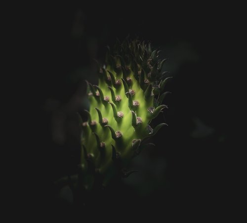 cactus  green  plant