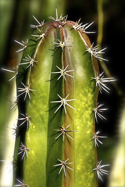 cactus  succulent  geometric