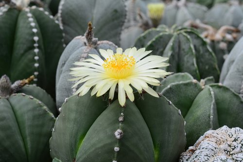 cactus  melocactus  plant