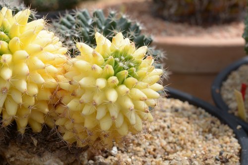 cactus  colour  nature
