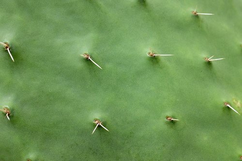 cactus  spine  prickly