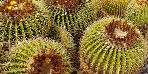 cactus  plant  nature