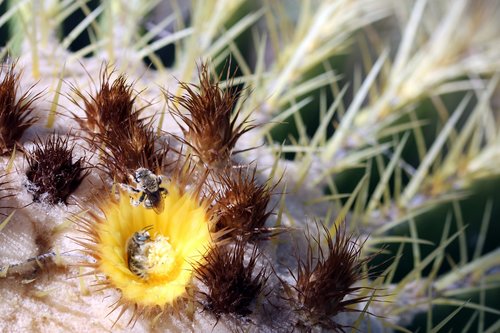 cactus  bee  desert