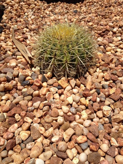 cactus plant desert