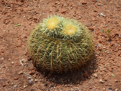 cactus ball cactus cactus greenhouse