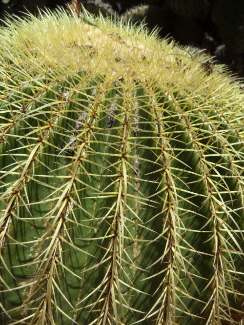 cactus ball cactus globose