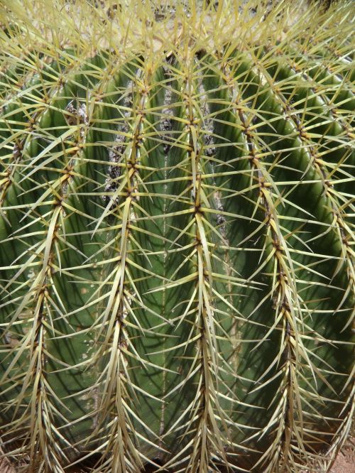 cactus ball cactus spur