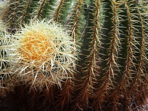 cactus ball cactus close