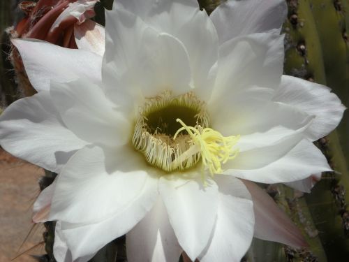 cactus cactus blossom bloom