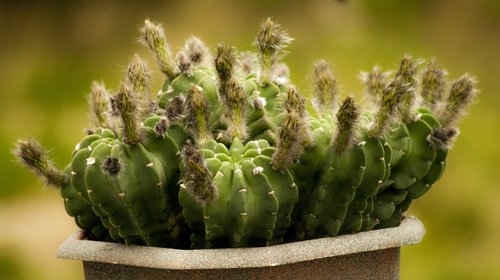 cactus  flower  nature