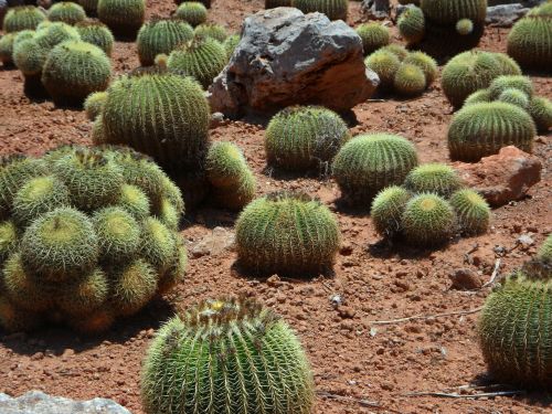 cactus ball cactus plant