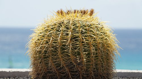 cactus  prickly  inviolable