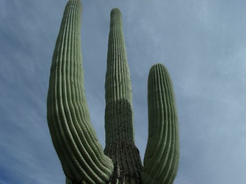 cactus tall desert