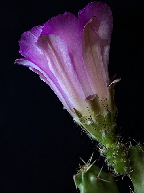 cactus  pink flower  thorns