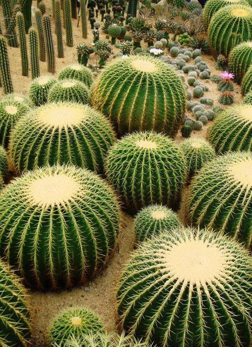cactus spiky prickly