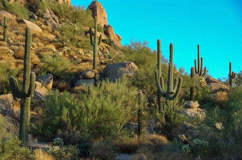 cactus  rocks  vegetation