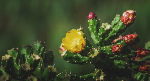 cactus  prickly pear  yellow