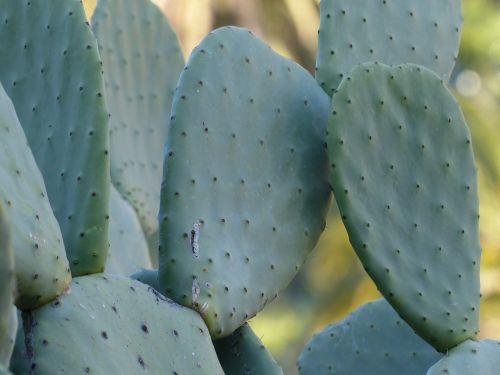 cactus prickly ear cactus