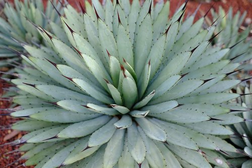 cactus  spur  plant