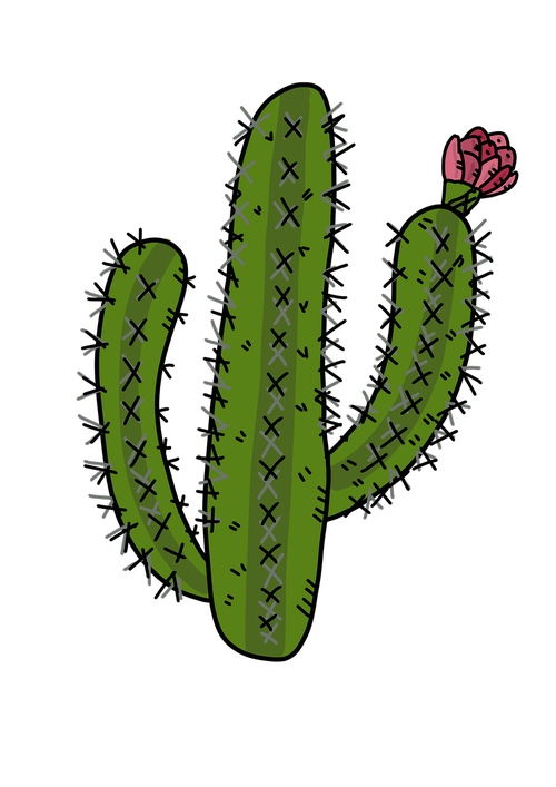 cactus  desert plants  cactus rose