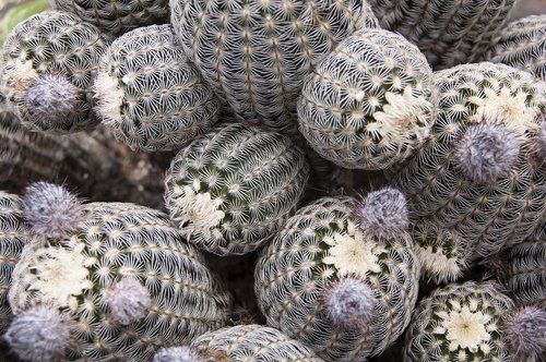 cactus  flower  nature